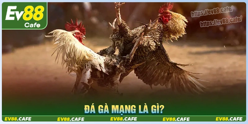 Tìm hiểu khái niệm đá gà mạng là gì?